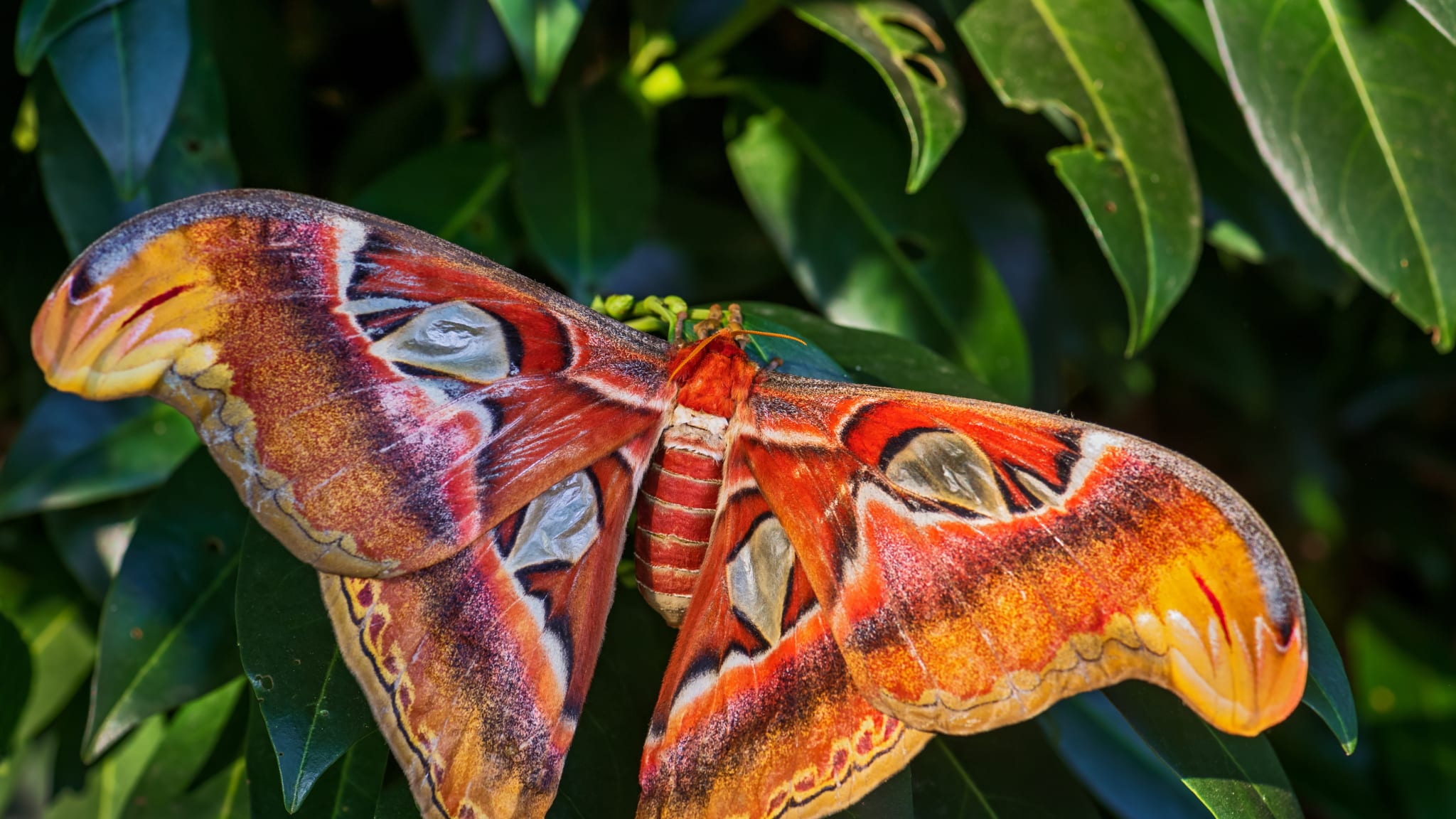 Im Schmetterlingspark in Empuriabrava könnt Ihr den größten Schmetterling der Welt sehen © stock.adobe.com - david